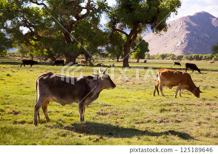 Cows cattle grazing in California meadows Cows cattle grazing in California meadows 125189646