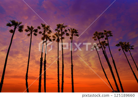 California palm trees sunset with colorful sky 125189660