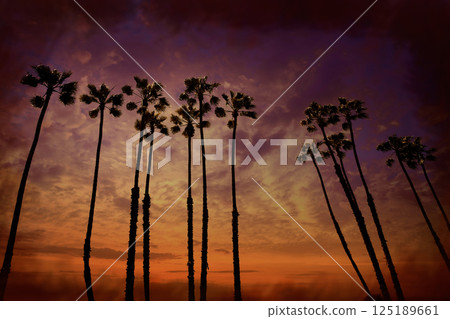 California palm trees sunset with colorful sky 125189661