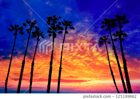 California palm trees sunset with colorful sky California palm trees sunset with colorful sky 125189662