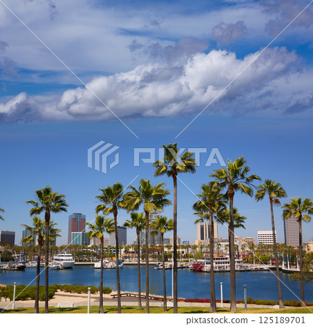 Long Beach California skyline from palm trees of port Long Beach California skyline from palm trees of port 125189701