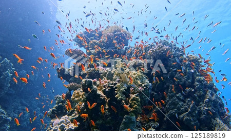 Underwater view of the coral reef, Tropical waters, Marine life 125189819
