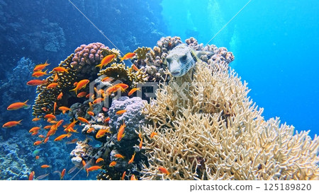 Underwater view of the coral reef, Tropical waters, Marine life 125189820