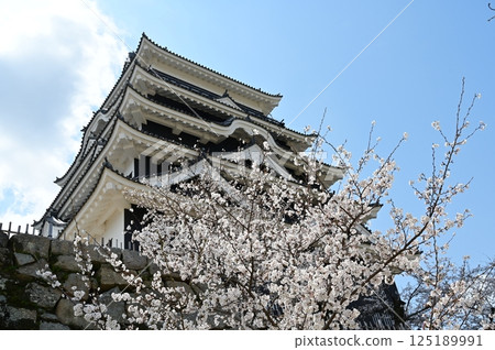 天守閣北側的鐵板覆蓋與染井吉野櫻（福山城） 125189991