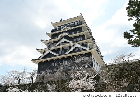 Iron plate covering on the north side of the castle tower and Somei-Yoshino cherry blossoms (Fukuyama Castle) Iron plate covering on the north side of the castle tower and Somei-Yoshino cherry blossoms (Fukuyama Castle) 125190113