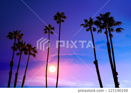 California high palm trees sunset sky silohuette background USA California high palm trees sunset sky silohuette background USA 125190298