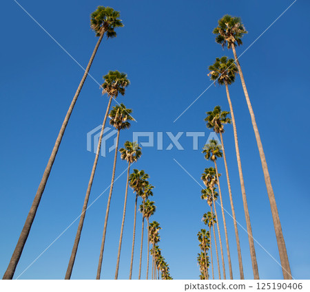 LA Los Angeles palm trees in a row typical California 125190406