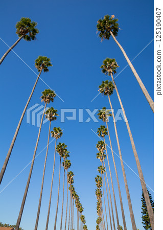 LA Los Angeles palm trees in a row typical California LA Los Angeles palm trees in a row typical California 125190407