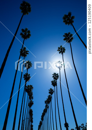 LA Los Angeles palm trees in a row typical California 125190409
