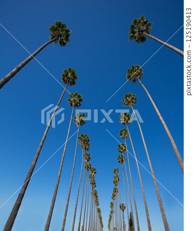LA Los Angeles palm trees in a row typical California 125190413