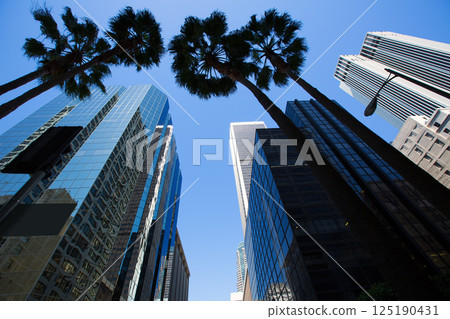 LA Los Angeles downtown with palm trees 125190431