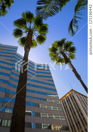 LA Downtown Los Angeles Pershing Square palm tress LA Downtown Los Angeles Pershing Square palm tress 125190442
