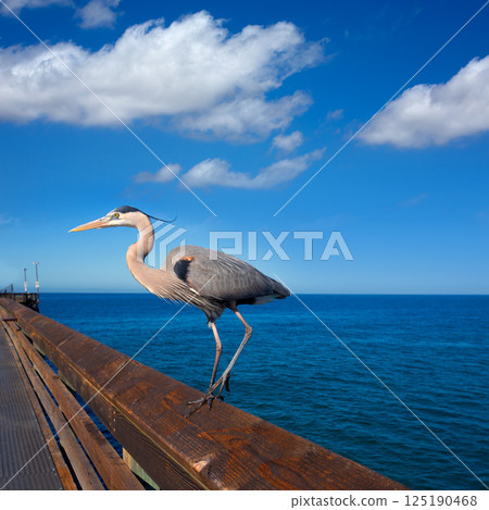 Blue Heron Ardea cinerea in Newport pier California Blue Heron Ardea cinerea in Newport pier California 125190468