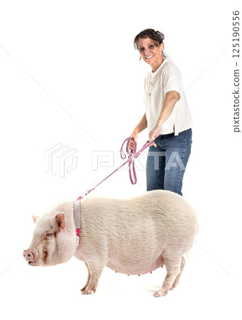 miniature pig and woman in studio miniature pig and woman in studio 125190556