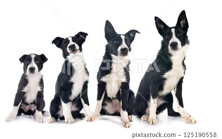puppies border collie puppies border collie 125190558