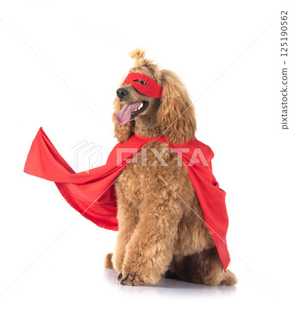 standard poodle in studio 125190562