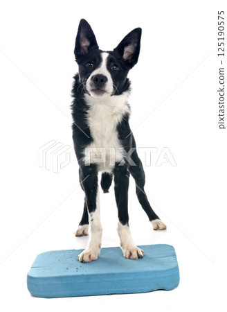 puppy border collie 125190575
