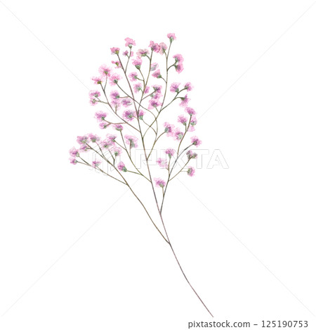 Gypsophila branch with blooming pink flowers watercolor illustration isolated on white background. Hand painted baby breath flower for wedding bouquet decor, botanical journals, greeting cards. 125190753