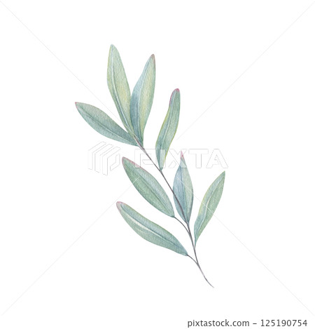 Watercolor abstract blue green leaf branch as eucalyptus illustration isolated background. Floral decorative element in pastel green blue colors for mothers day decor, greetings, wedding invitation 125190754