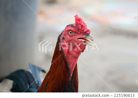 The fighting cock in garden nature farm 125190813
