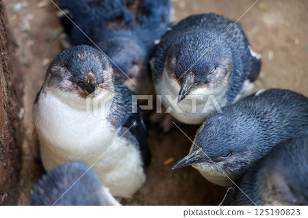 The Fairy penguin or blue penguin is so cute and local animal in phillip island,Australia 125190823