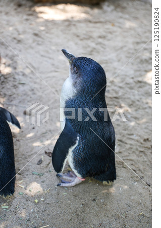 The Fairy penguin or blue penguin is so cute and local animal in phillip island,Australia 125190824