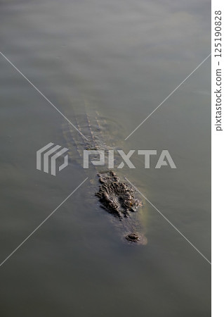 Close up salt crocodile is show head in river 125190828