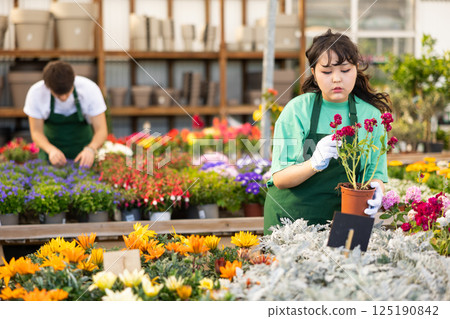Young asian salesgirl preparing potted blooming matthiola for sale 125190842
