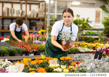 flower supermarket vendor examines shelf of Cineraria to detect problematic plants 125190849