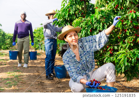 Afro man and asian female farmer doing gardening with buckets full of red cherry Afro man and asian female farmer doing gardening with buckets full of red cherry 125191835