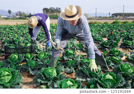 Farmer harvesing savoy cabbage on farm vegetable plantation 125191884