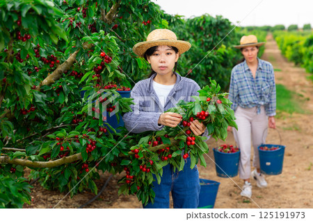 Asian woman working at the farm Asian woman working at the farm 125191973
