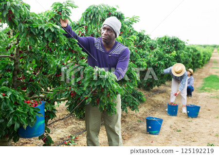 African farmer picking cherries in fruit garden 125192219