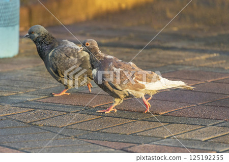 a pigeon walks around the square. One pigeon in the center of the frame 125192255