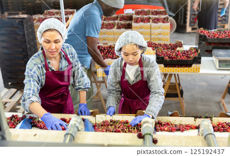 International workers sorting cherries International workers sorting cherries 125192437