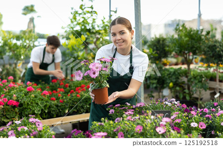 Skilled female gardener arranging potted Osteospermum Ecklonis flowers for market and wearing greenhouse uniform Skilled female gardener arranging potted Osteospermum Ecklonis flowers for market and wearing greenhouse uniform 125192518