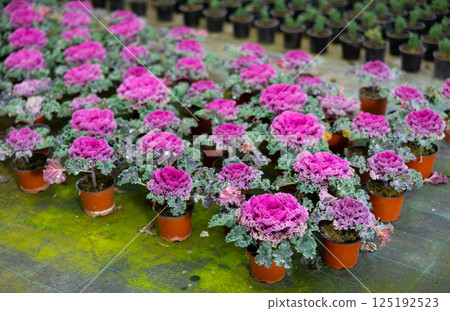 Cauliflower growing at greenhouse farm 125192523