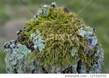 lichens on posts lichens on posts 125192550