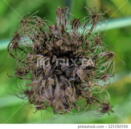 dried flowers 125192556
