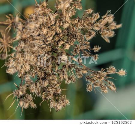 dried flowers 125192562