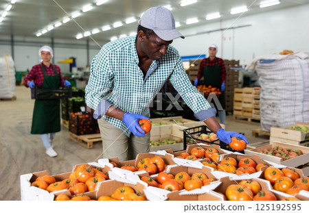 Man sorting and checking quality of tomatoes in vegetable factory 125192595