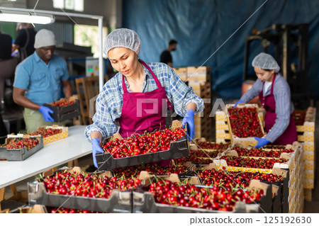 People with crates in cherry warehouse People with crates in cherry warehouse 125192630
