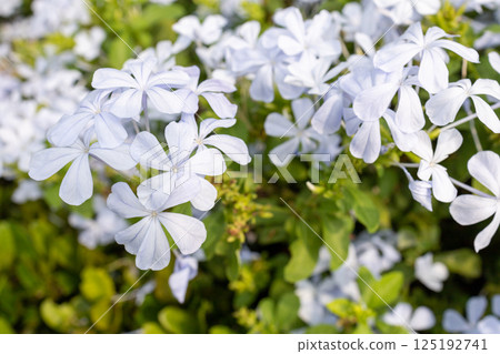 View of Plumbago auriculata, focus selective 125192741