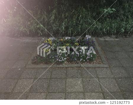 晚上花壇 晚上花壇 125192773