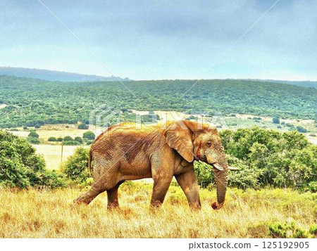 Safari Elephant 125192905