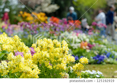盛開著各種花朵的花壇（神奈川縣橫濱市） 125192919
