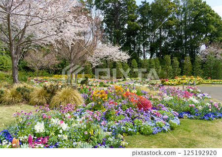 里山花園的迎賓花園，各種花朵盛開（神奈川縣橫濱市） 125192920