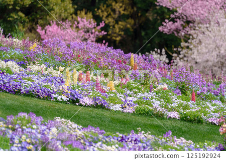 A large flowerbed filled with a variety of flowers (Yokohama, Kanagawa Prefecture) 125192924