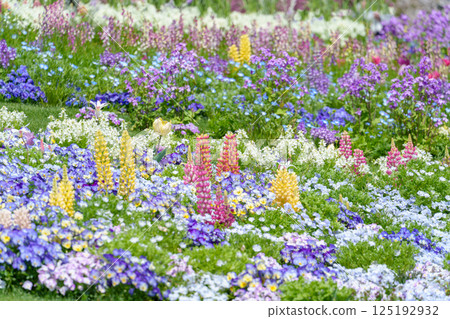 種滿各種鮮花的大型花壇（神奈川縣橫濱市） 125192932