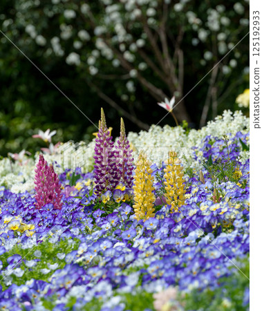 A flower bed filled with a variety of blooming flowers (Yokohama, Kanagawa Prefecture) 125192933
